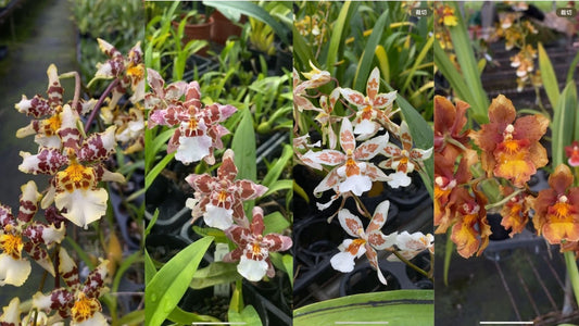 Oncidium sowing, seedlings and clones.