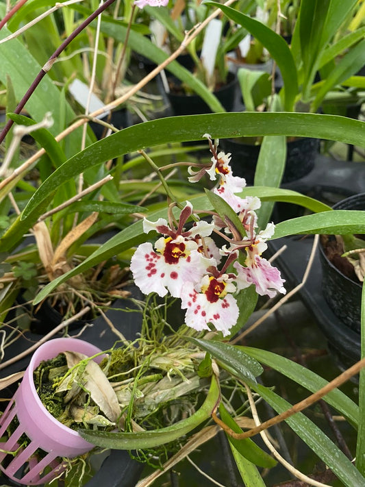 トルムニアハイブリッド