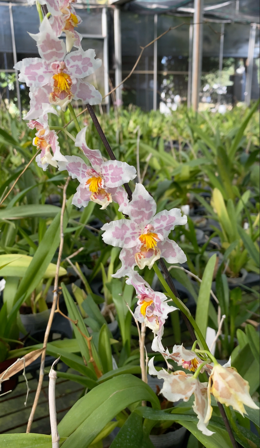 Oncidium Hwuluduen Franz ‘Leopard‘ 文心蘭