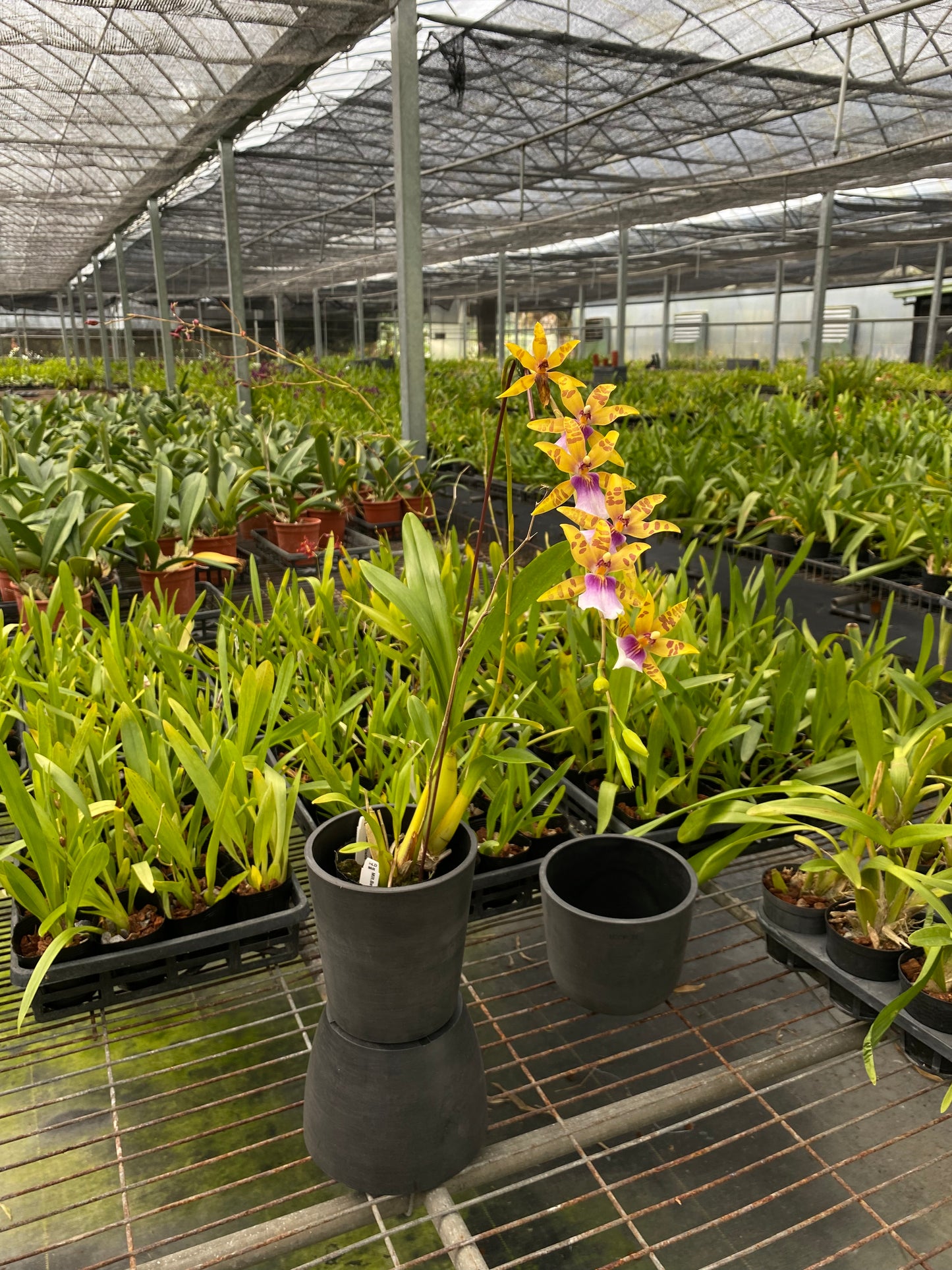 Miltonia Balle Glade '金色'