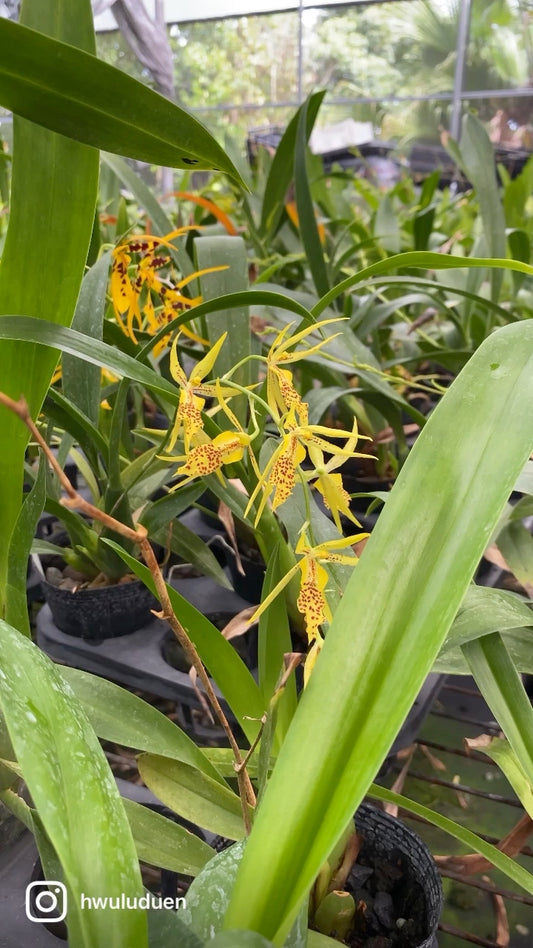 ブラメサ フルデュエン ビビッド ビー '1235'