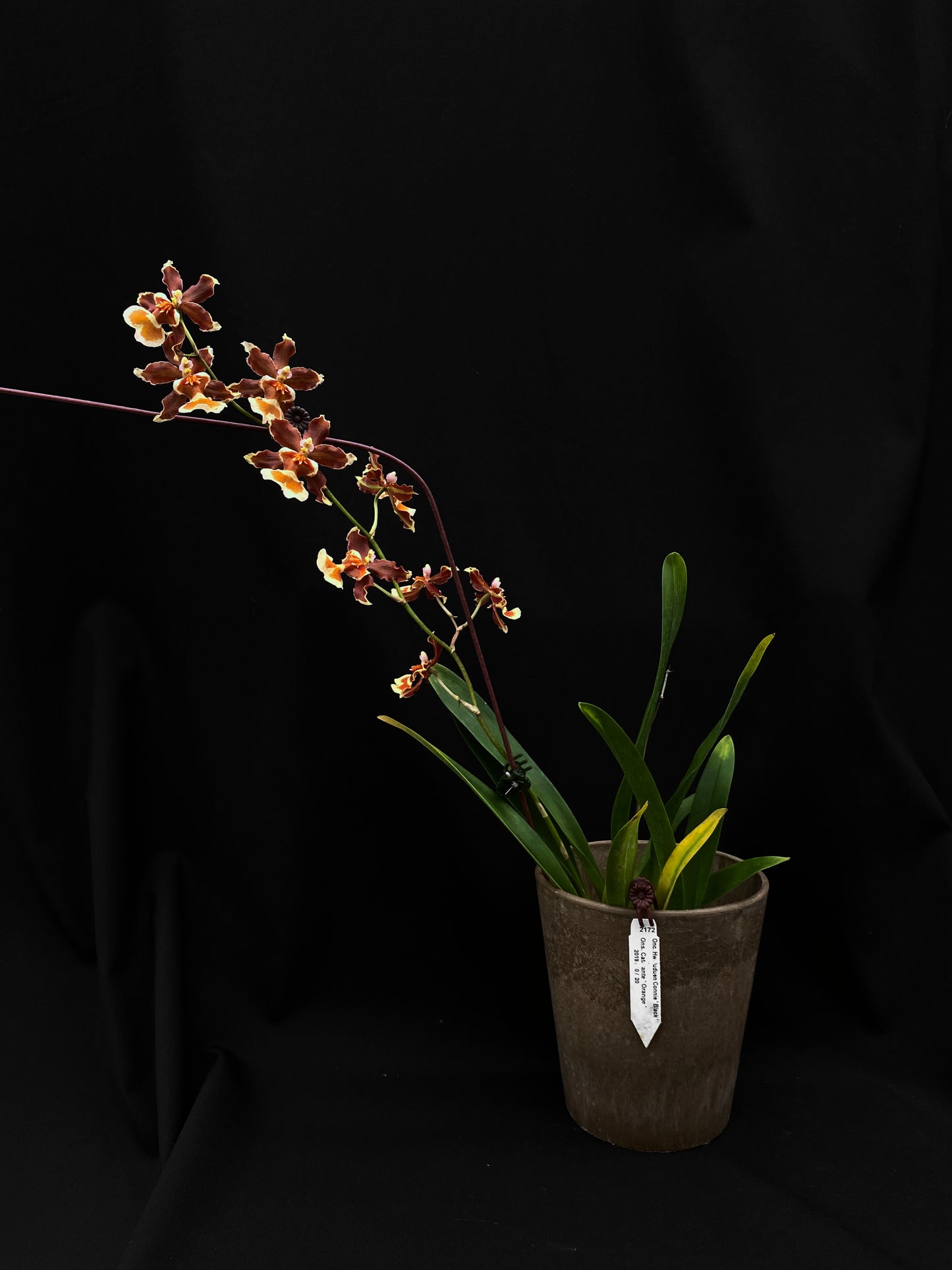 文心蘭 Hwuluduen Messi ‘2172’