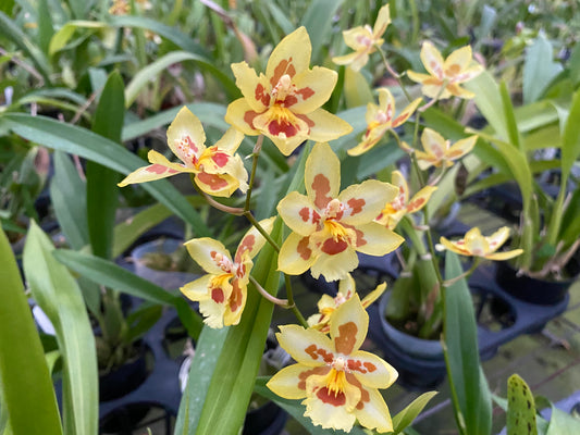 ゼレンコシジウム・フルドゥエン 'HLD-2'