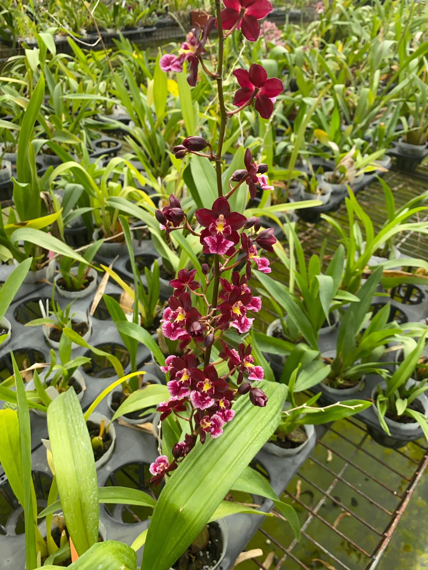文心蘭 Hwuluduen Connie ‘紅蘋果’