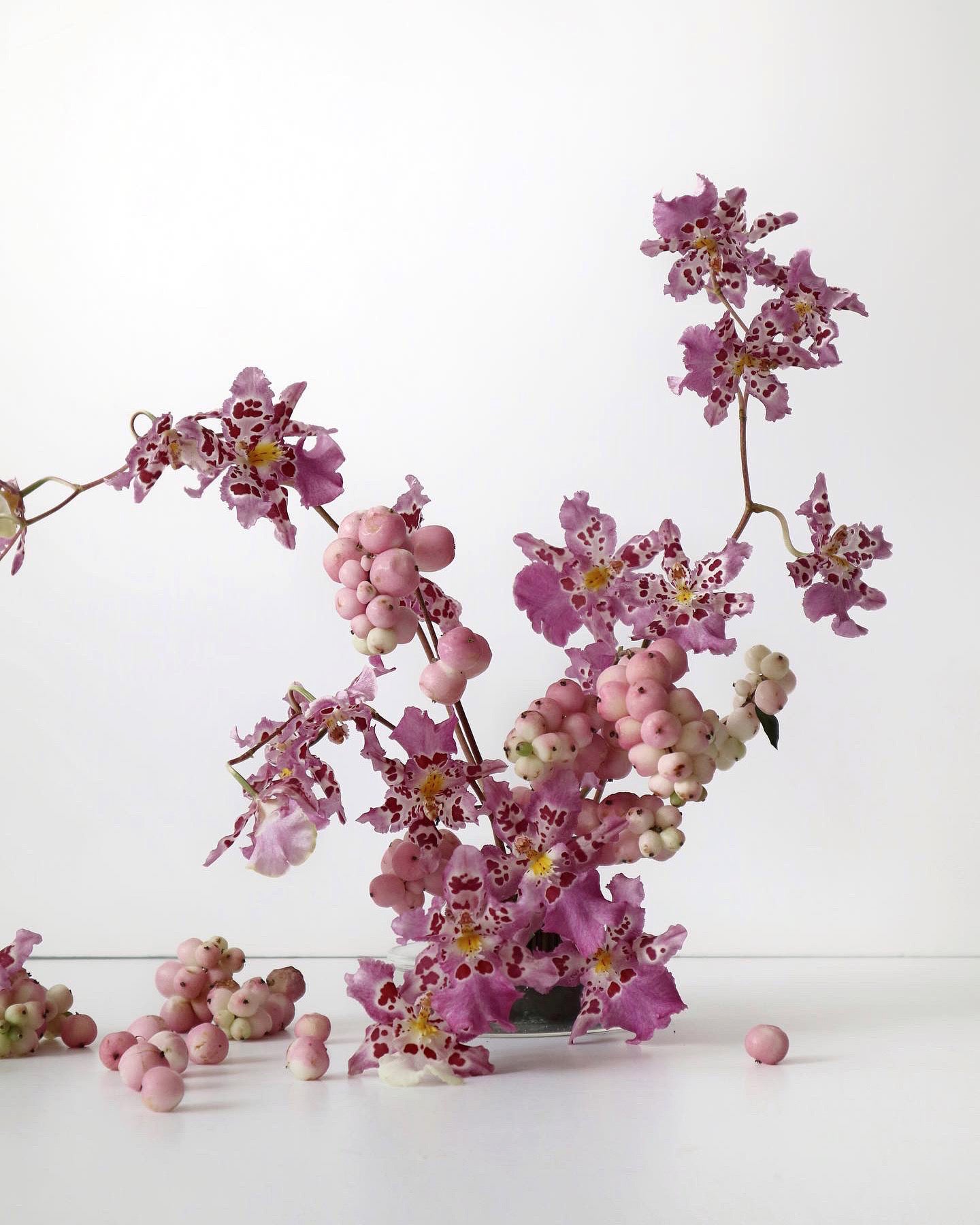 Zelenkocidium Hwuluduen 紅寶石‘Shirley’