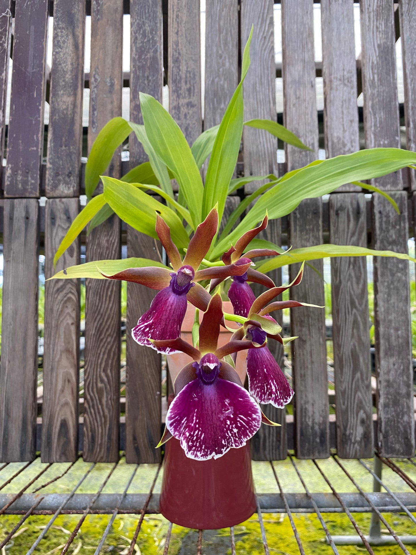 紫花地丁