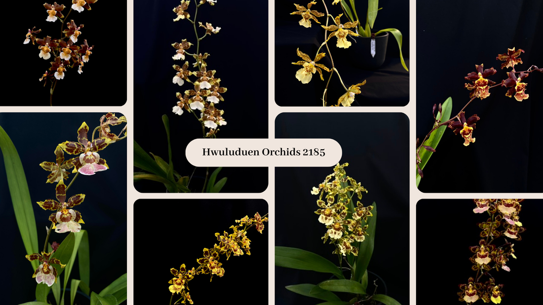 葫蘆墩文心蘭 Oncidium Hwuluduen '2185'