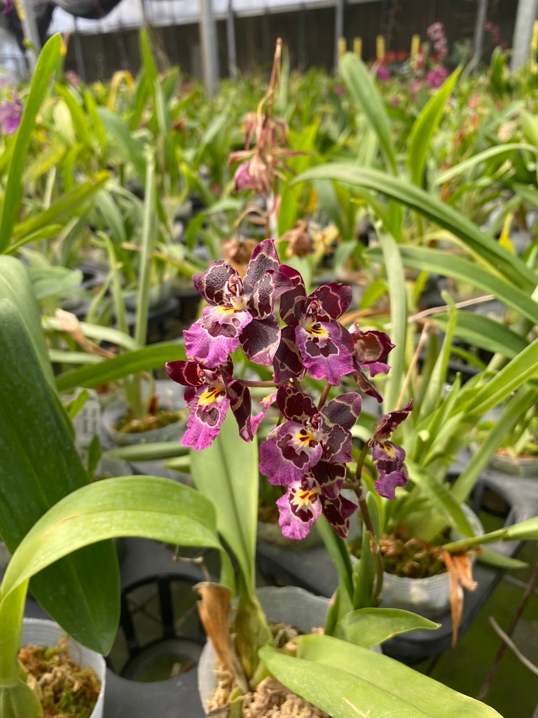 Oncidium Hwuluduen 'Gina'