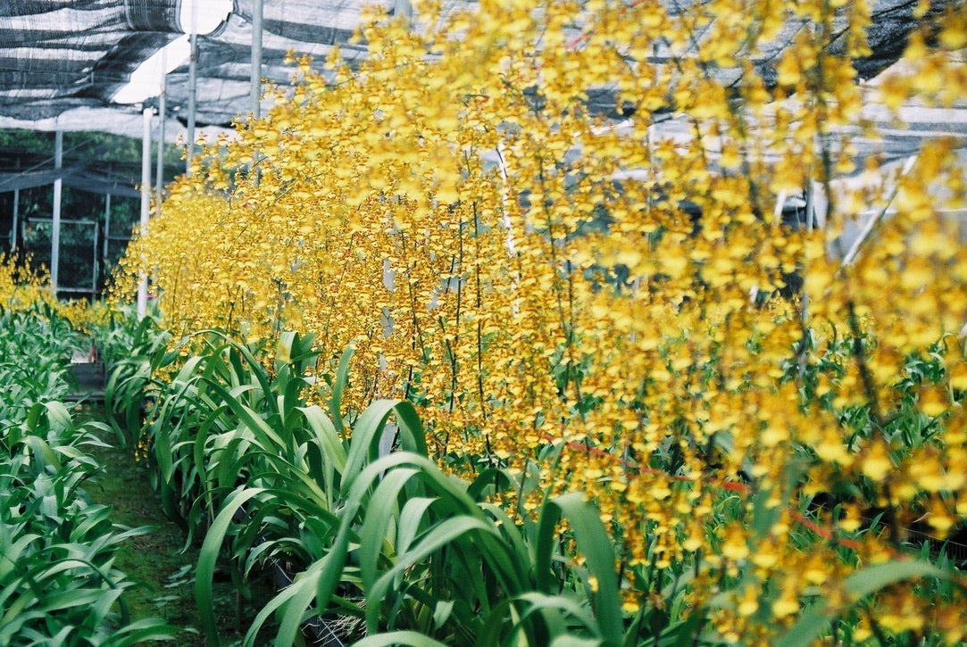 為什麼台灣文心蘭這麼不常見 Why is Oncidium so uncommon in Taiwan?