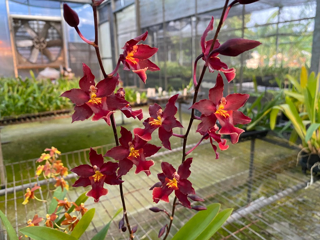 文心蘭，不是每一種花型與花色都可以出現在你眼前 Oncidium: not every flower type and color can appear in front of you