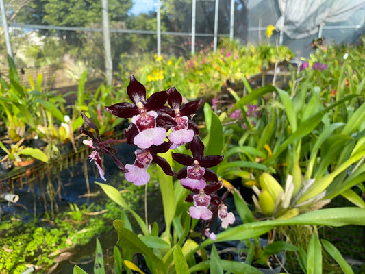 Onc. Hwuluduen 'Purple Grape' 葫蘆墩紫葡萄文心蘭