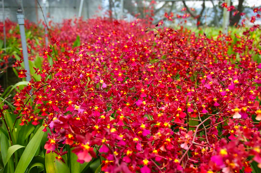 Oncidium Hwuluduen Nova 'Red Cherry' 葫蘆墩紅櫻桃文心蘭