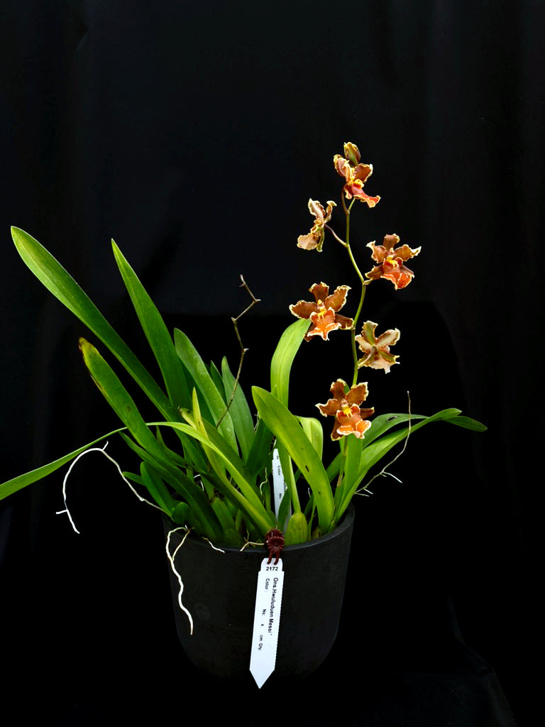 Oncidium Hwuluduen Messi '2172'