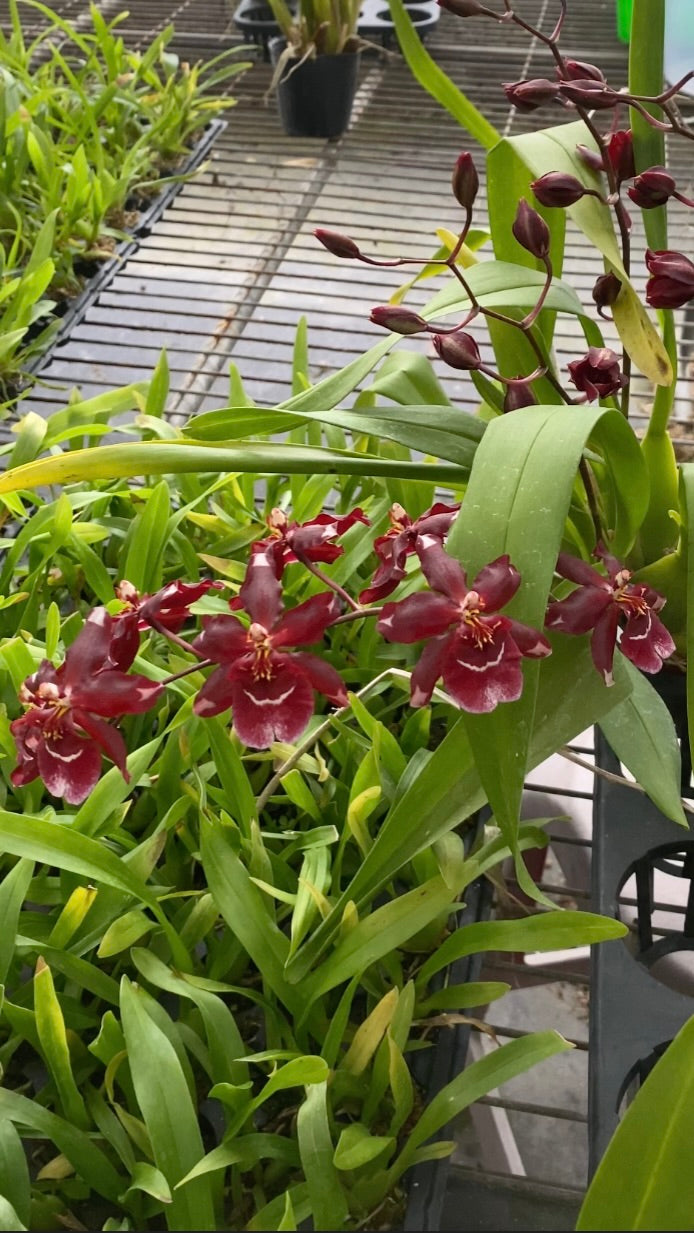 Oncidium Hwuluduen Dawn Gem 'Red' 文心蘭