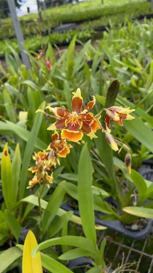 Oncidium Hwuluduen Messi '2172'