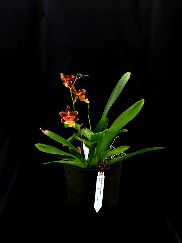 Oncidium Hwuluduen Messi '2172'