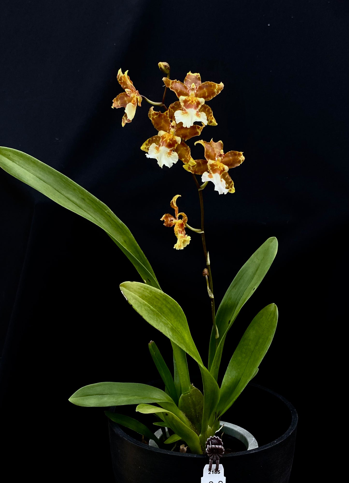 Oncidium Hwuluduen '2185'