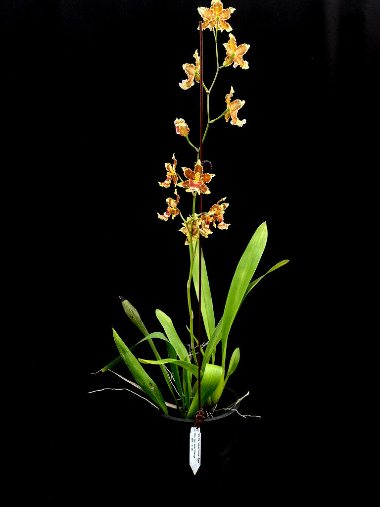 Oncidium Hwuluduen Messi '2172'