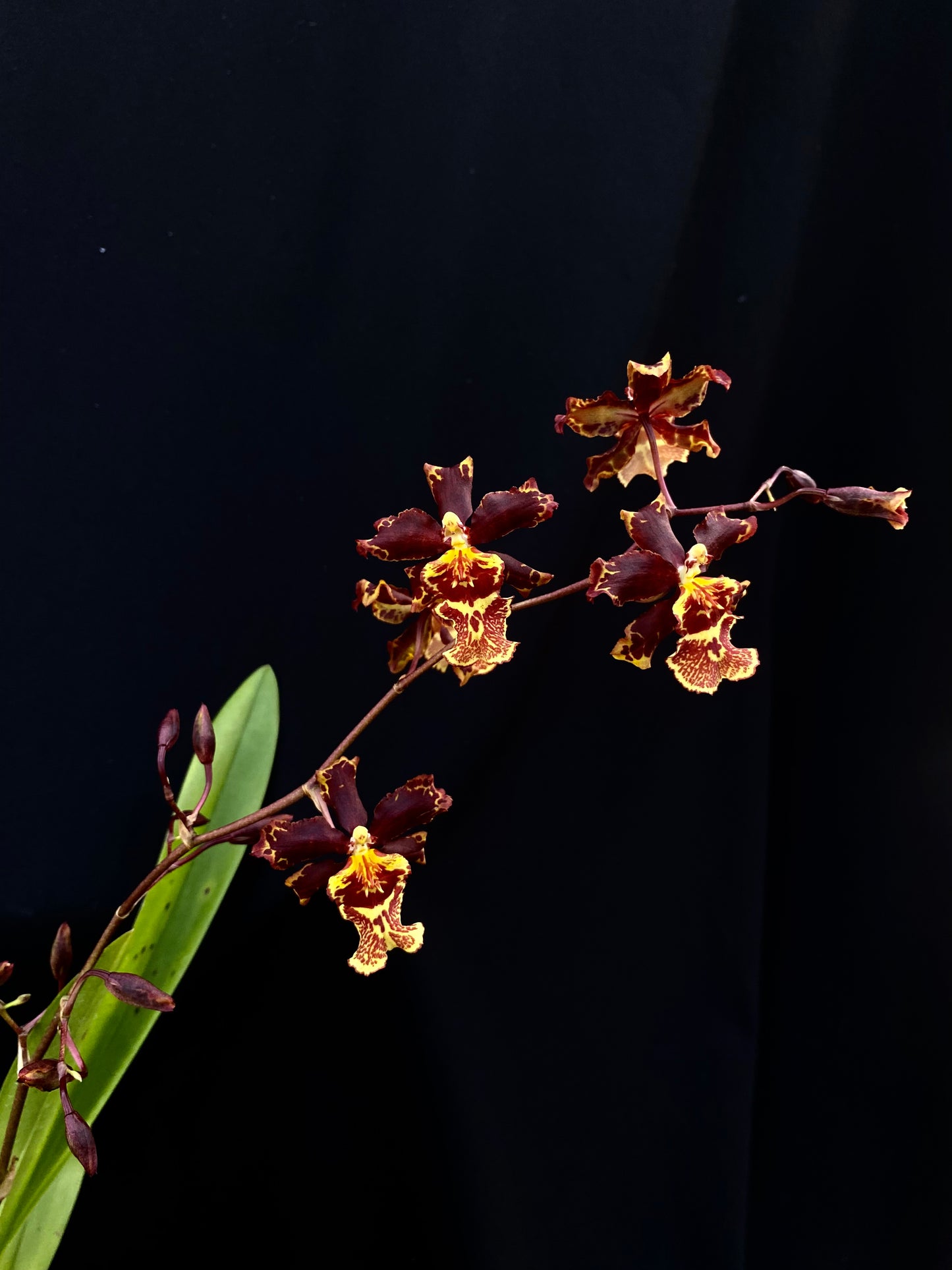 Oncidium Hwuluduen '2185'