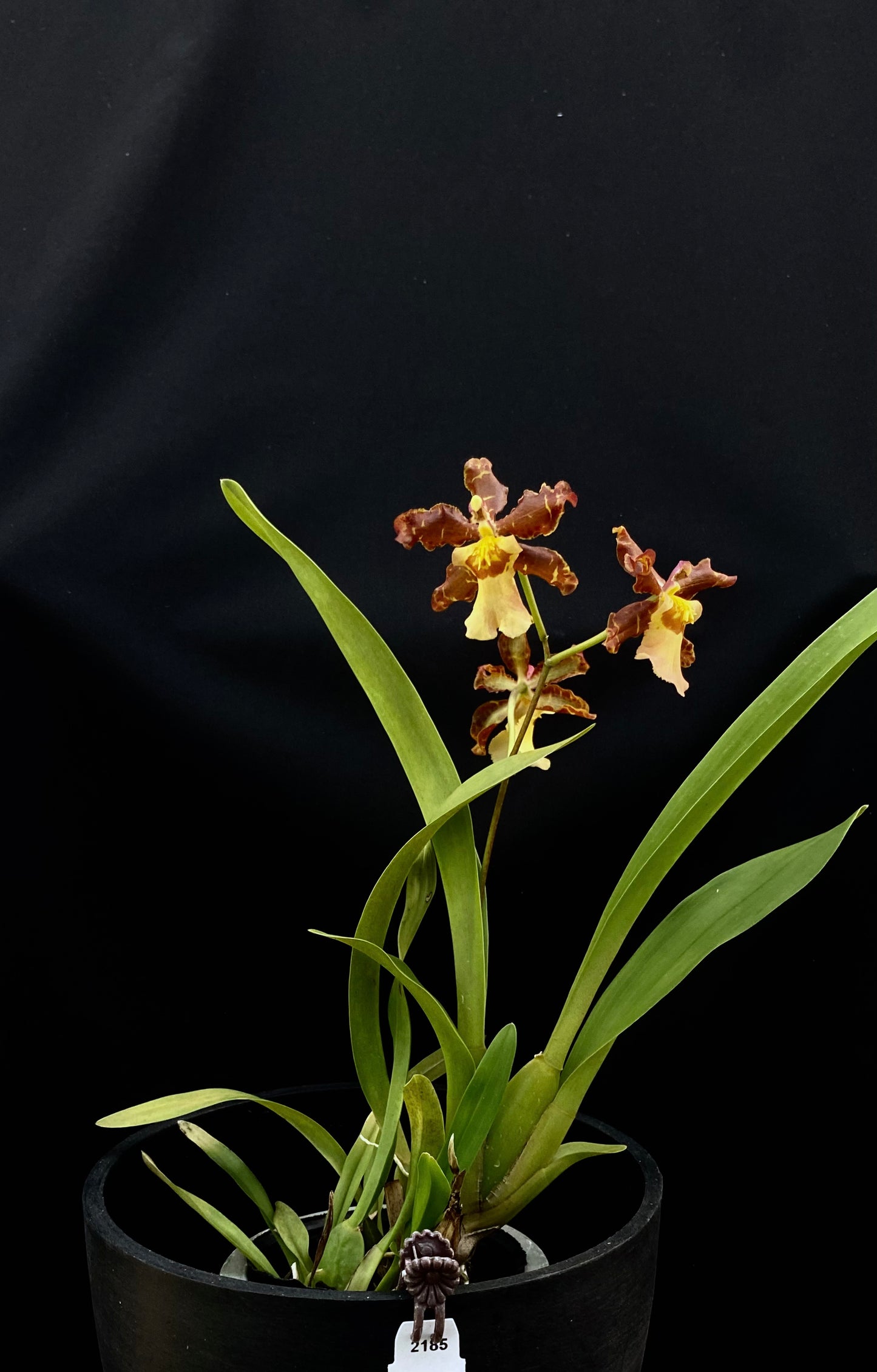 Oncidium Hwuluduen '2185'