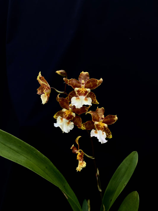 Oncidium Hwuluduen '2185'