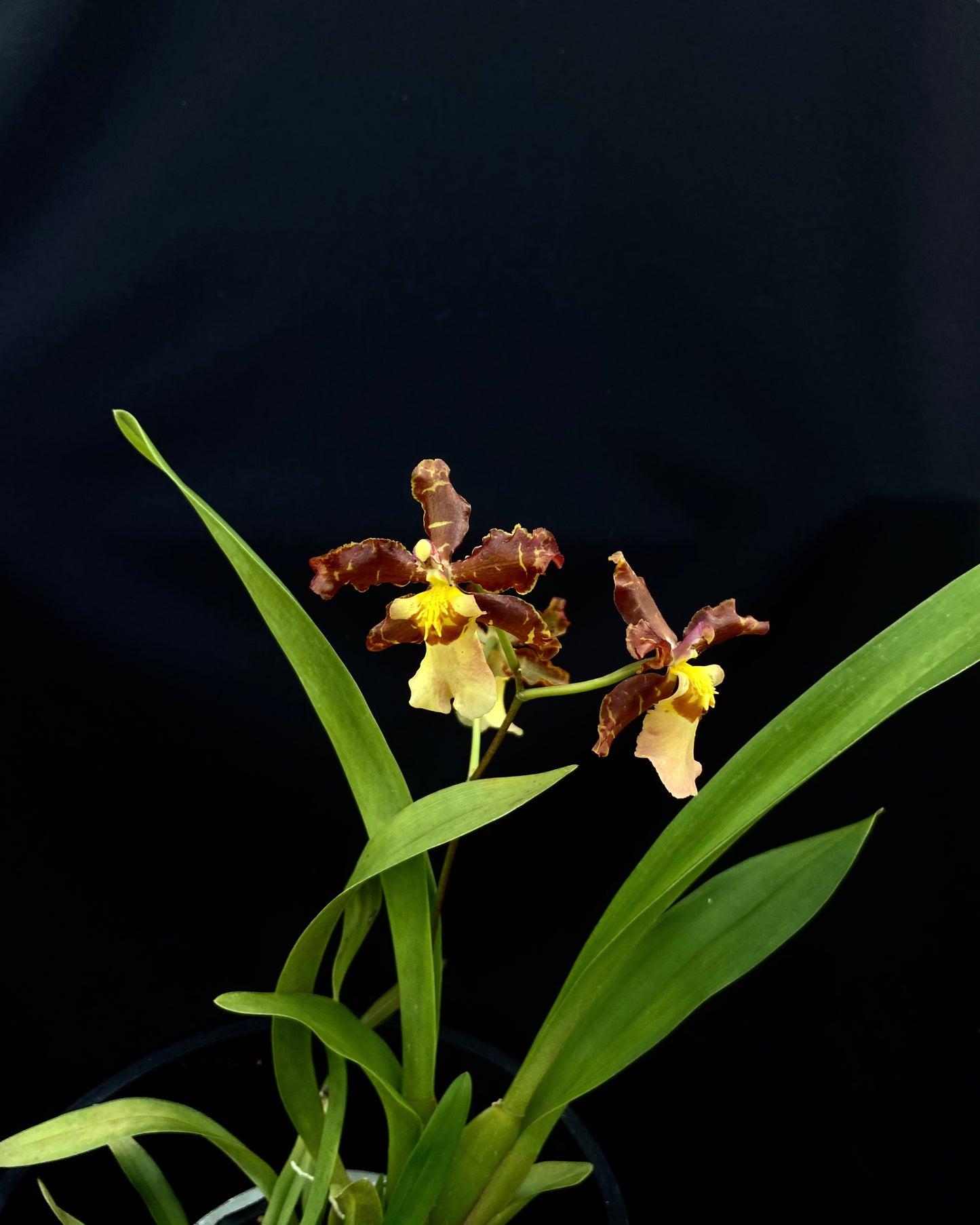 Oncidium Hwuluduen '2185'