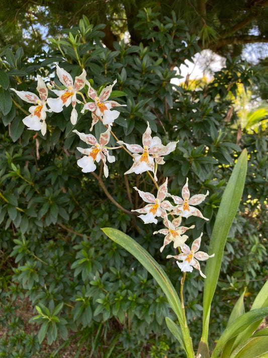 オンシジウム フルデュエン '2144'