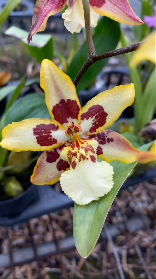 Oncidium Hwuluduen Ruby Crow 'HLD-1264 '