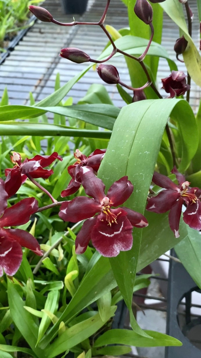 Oncidium Hwuluduen Dawn Gem 'Red' 文心蘭