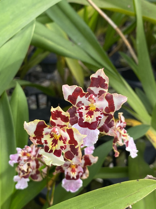 Oncidium Hwuluduen Ruby ‘HLD - 1‘