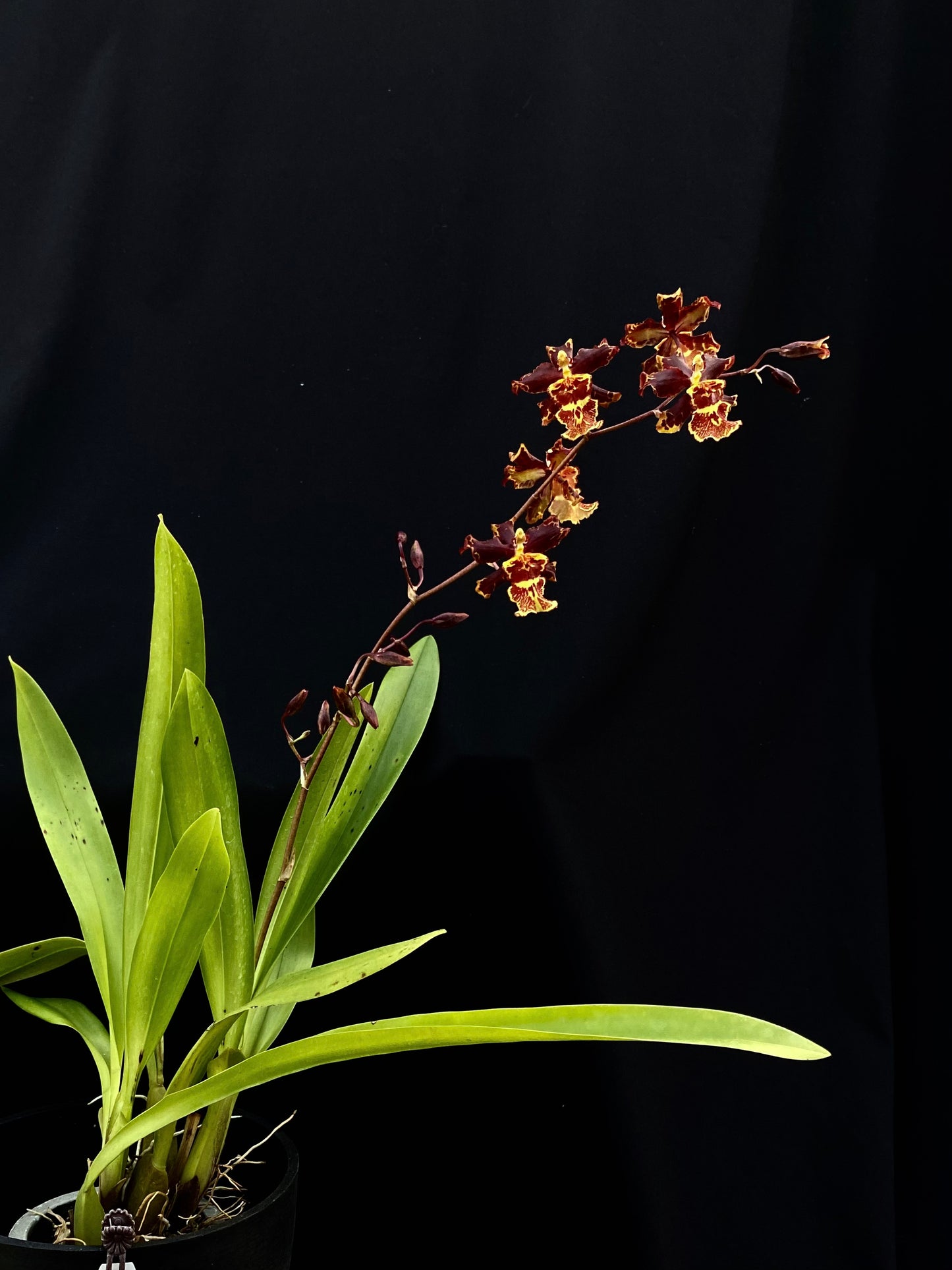 Oncidium Hwuluduen '2185'