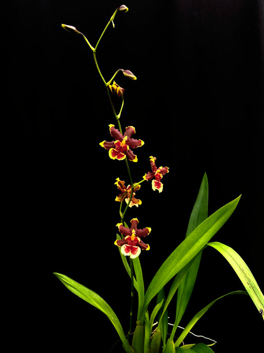 Oncidium Hwuluduen Messi '2172'