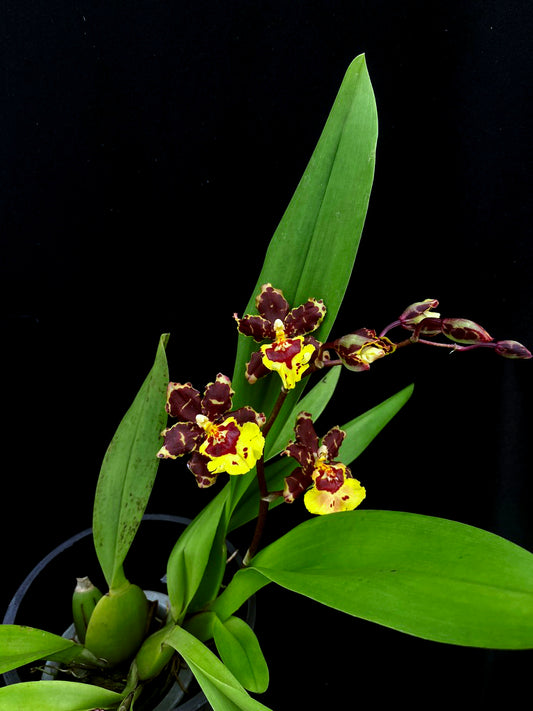 Oncidium Hwuluduen Messi '2172'