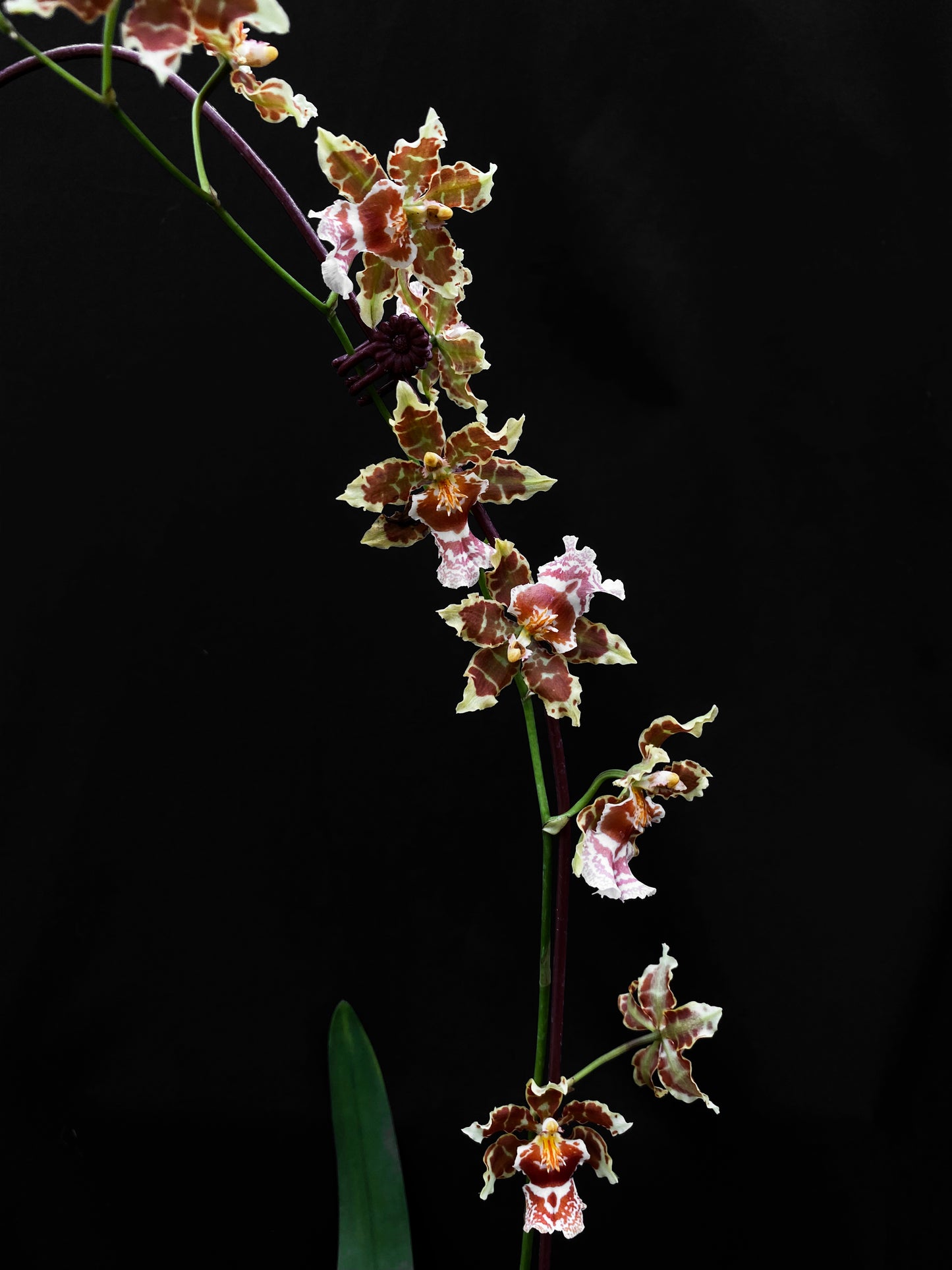 Oncidium Hwuluduen Messi '2172'