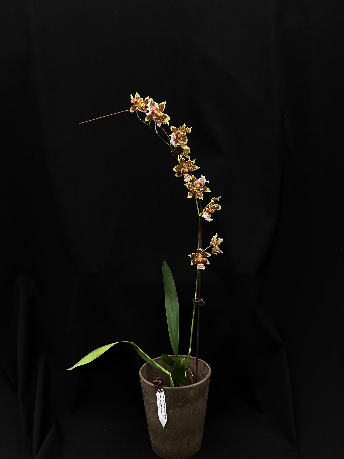 Oncidium Hwuluduen Messi '2172'