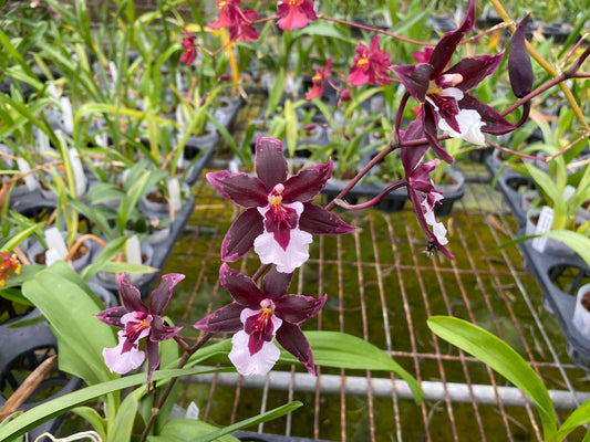 Oncidium Hwuluduen Scarlet 'Black Jack'