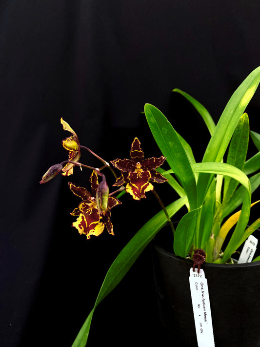 Oncidium Hwuluduen Messi '2172'