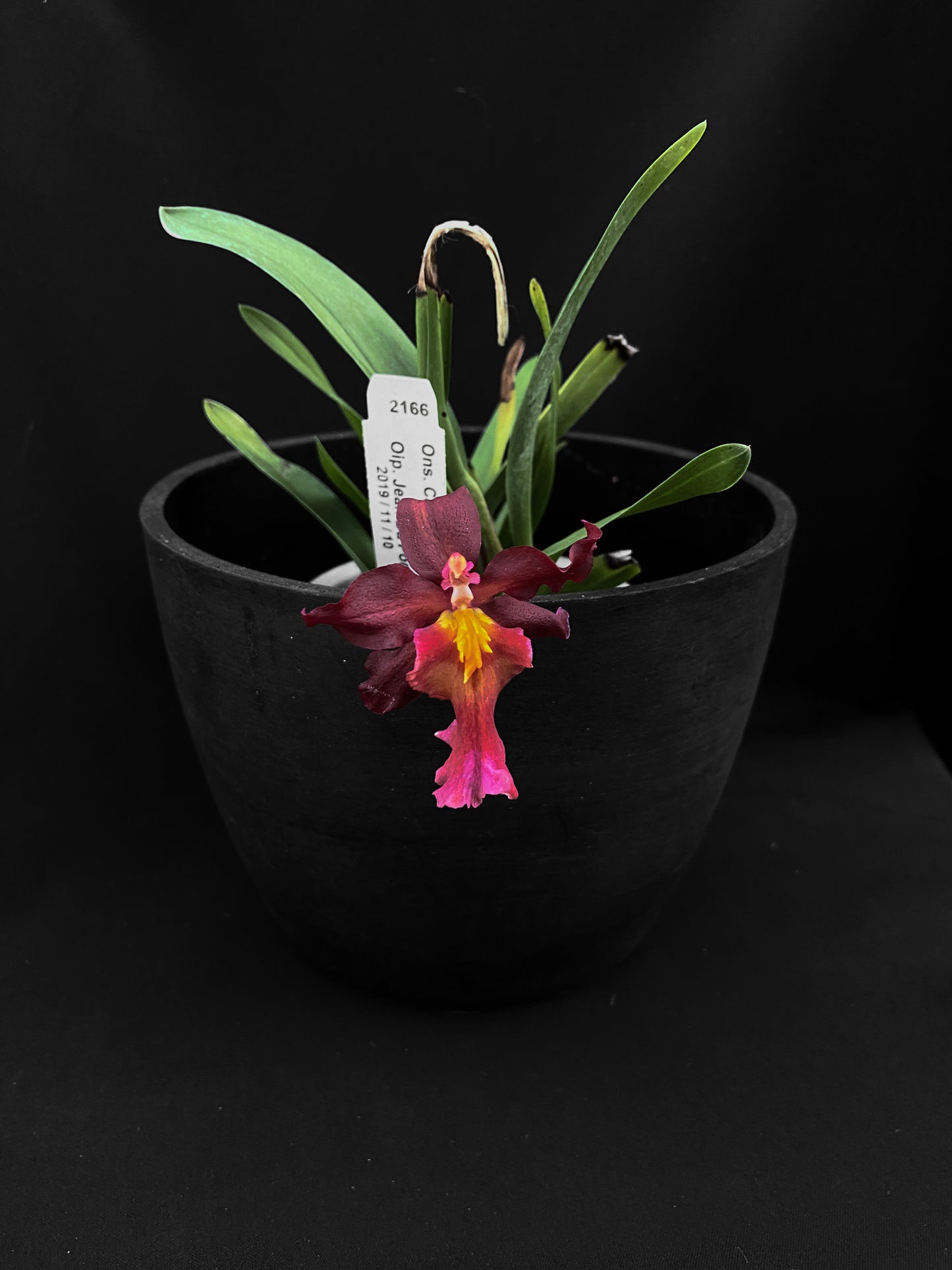 Oncidium Hwuluduen '2166'