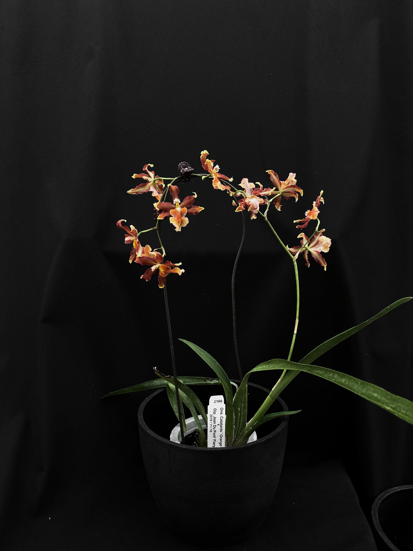 Oncidium Hwuluduen '2166'