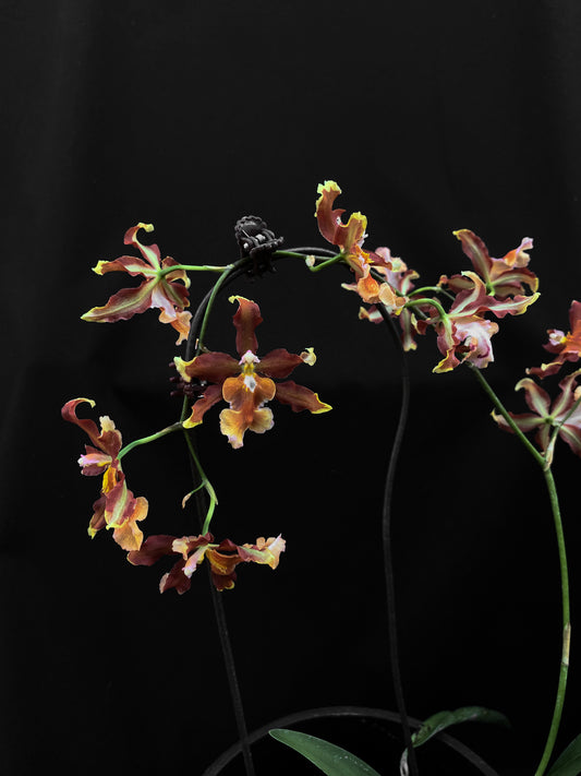 Oncidium Hwuluduen '2166'