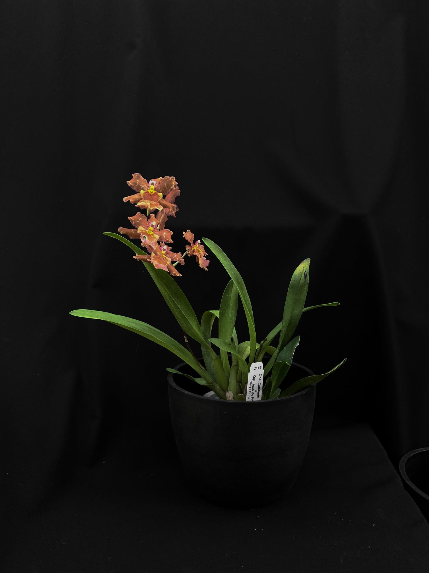 Oncidium Hwuluduen '2166'