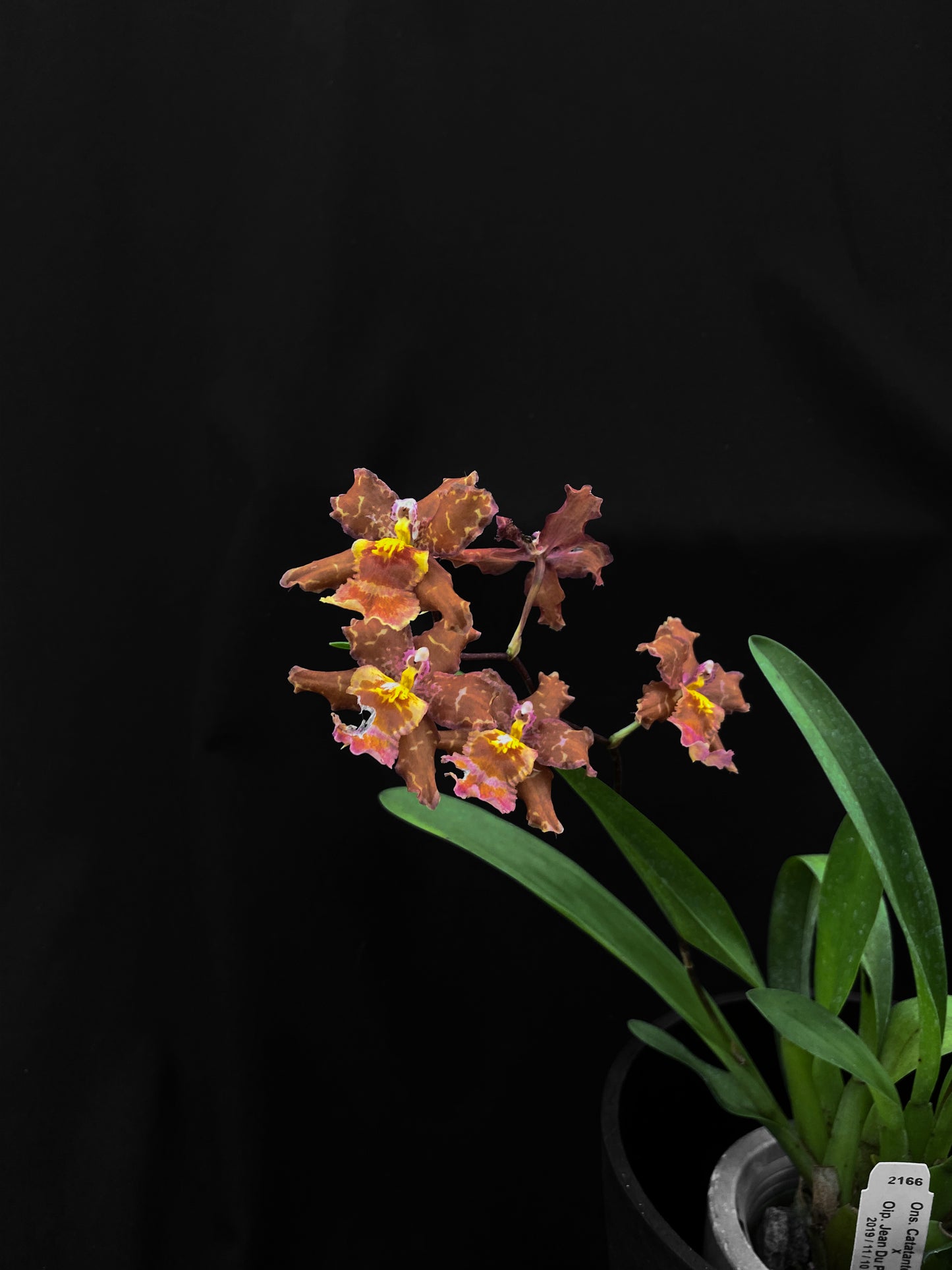 Oncidium Hwuluduen '2166'