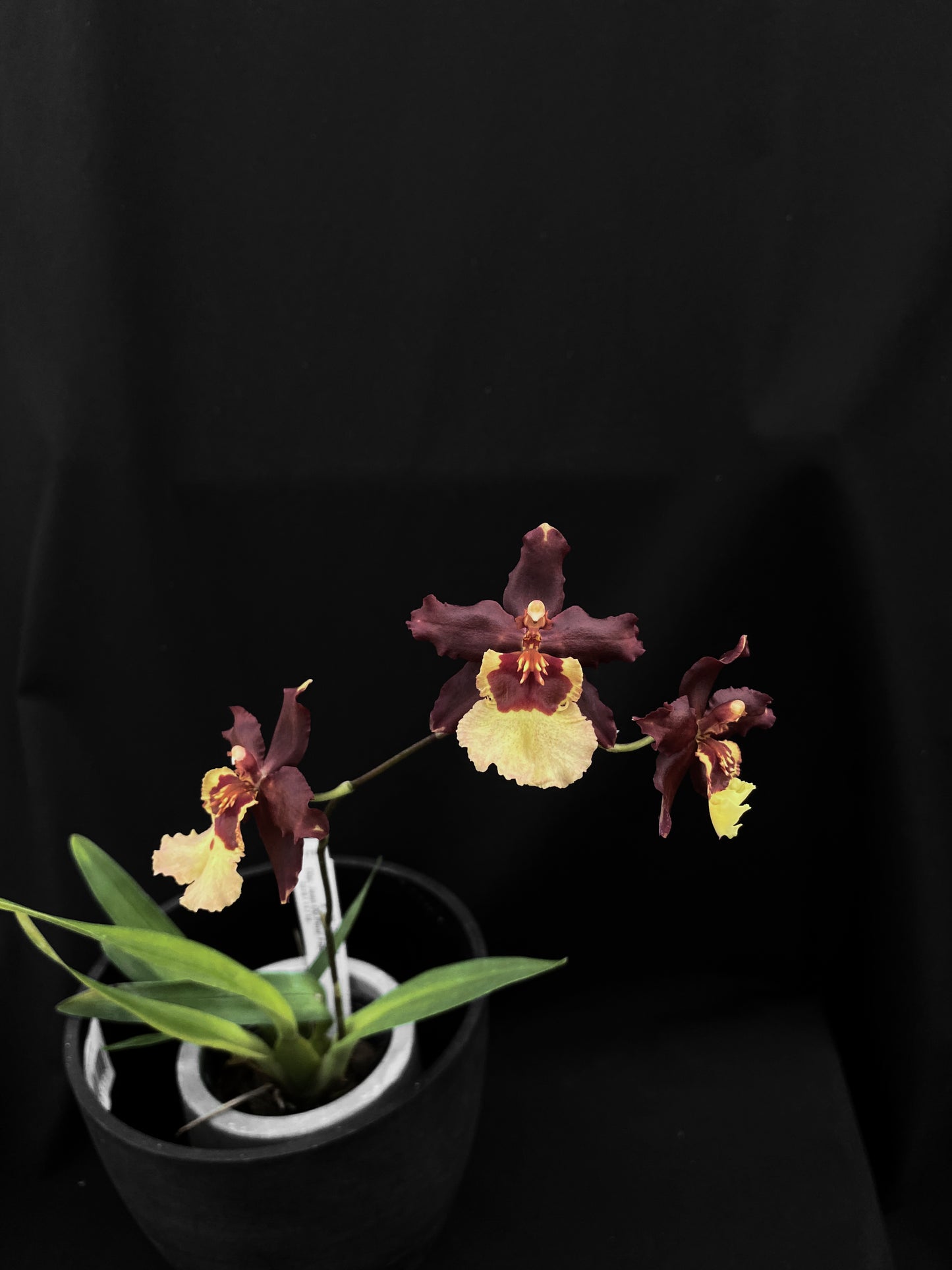 Oncidium Hwuluduen '2166'