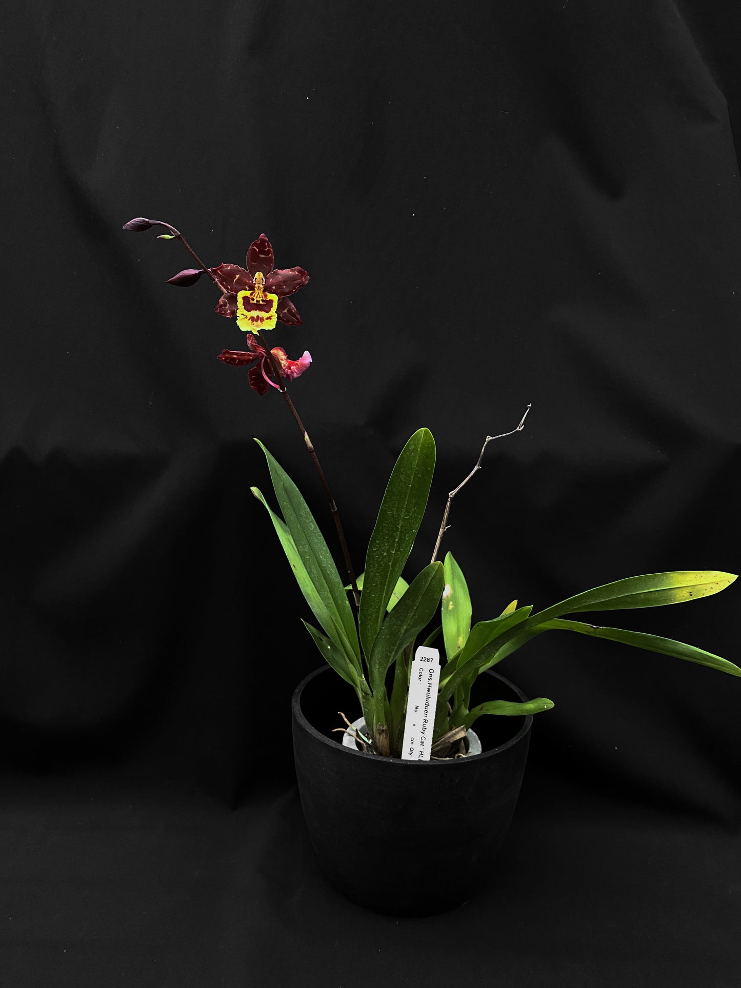 Oncidium Hwuluduen '2287'