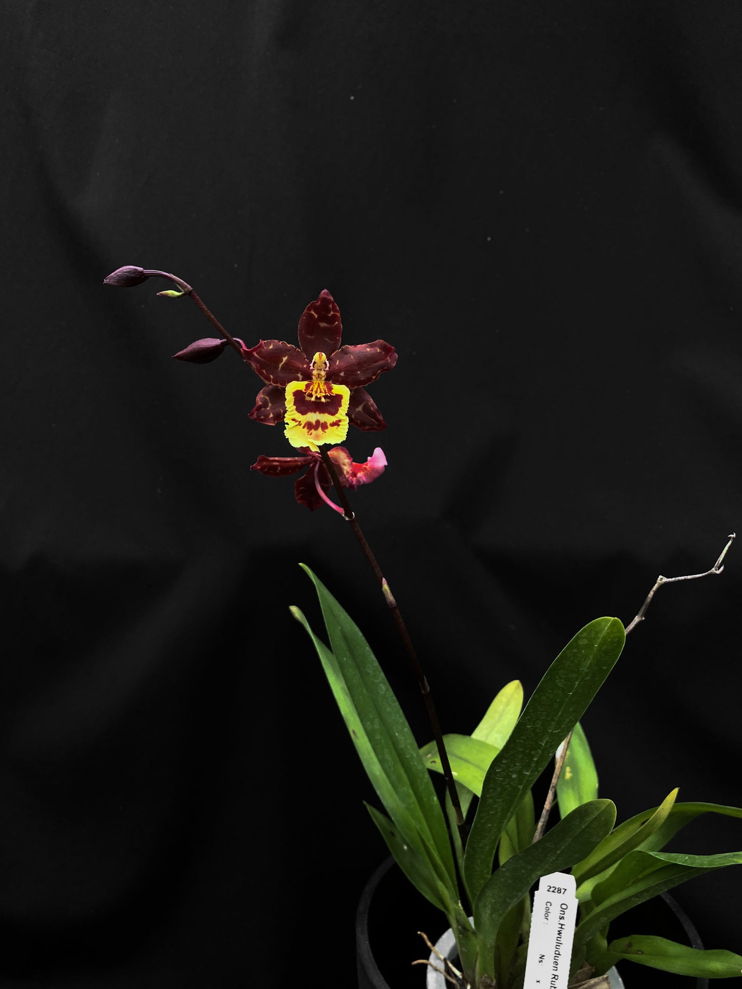 Oncidium Hwuluduen '2287'