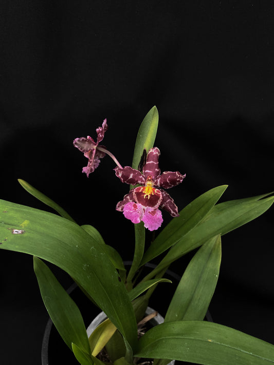 Oncidium Hwuluduen '2287'