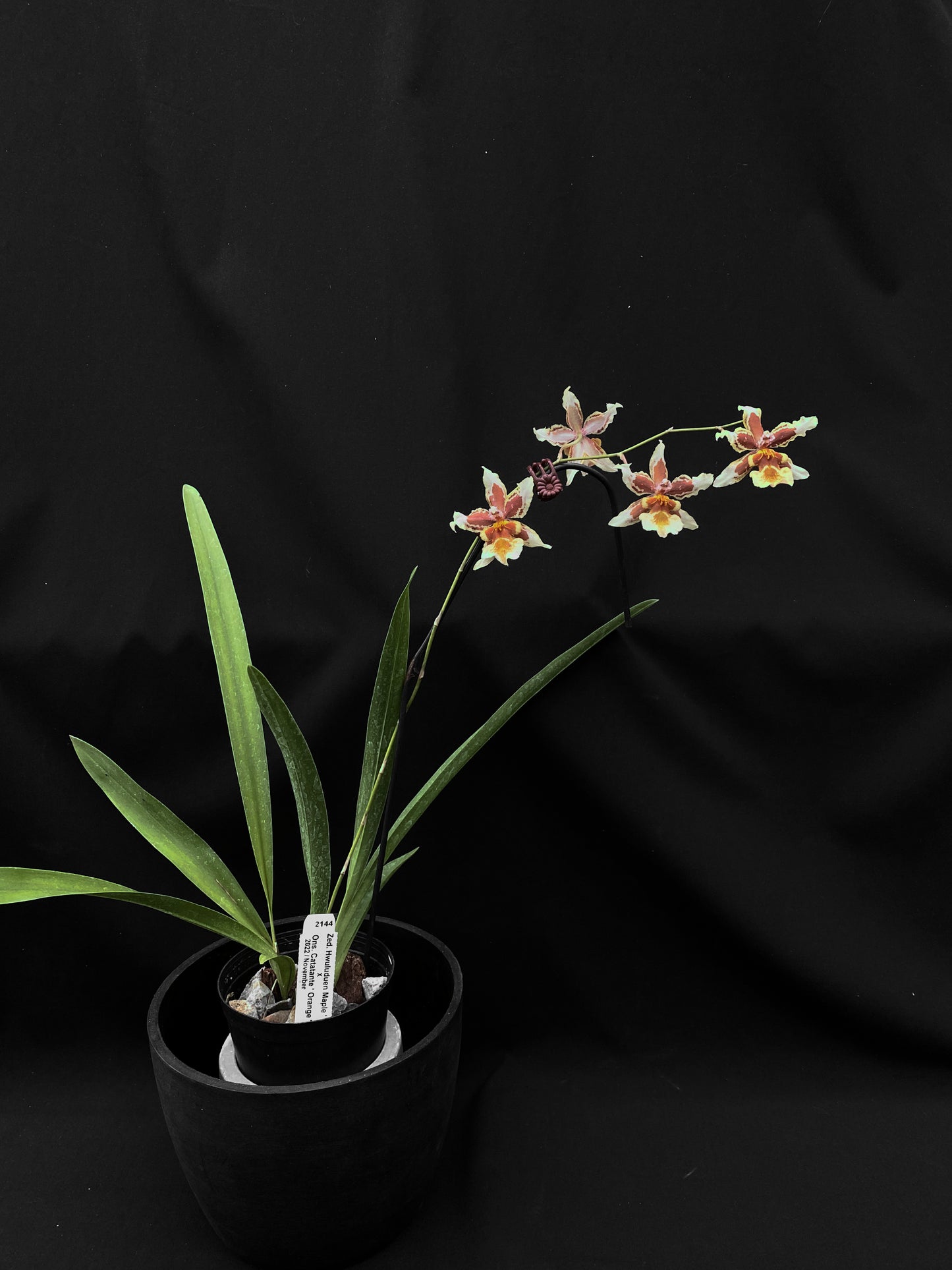 Oncidium Hwuluduen  '2144'