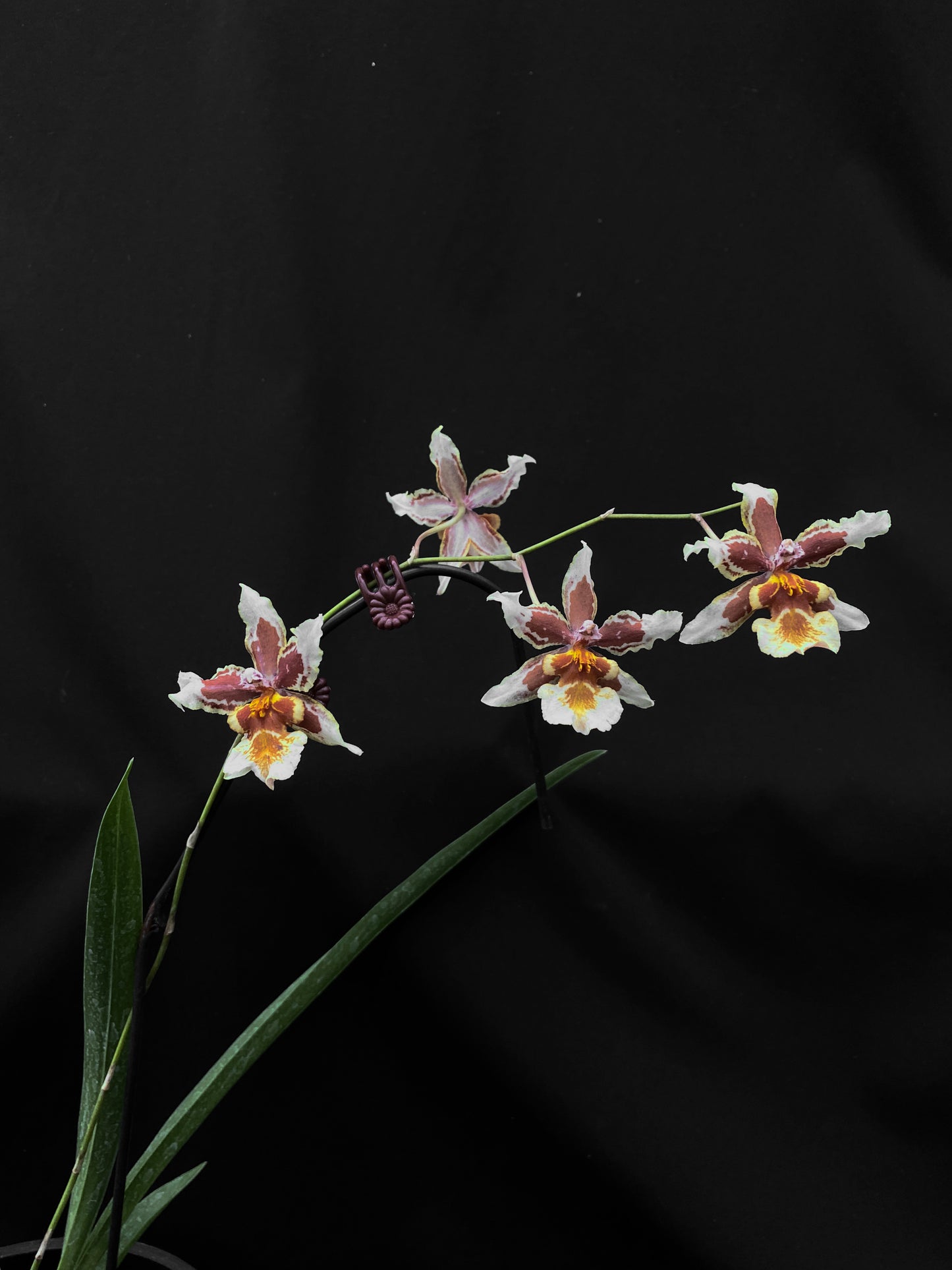 Oncidium Hwuluduen  '2144'