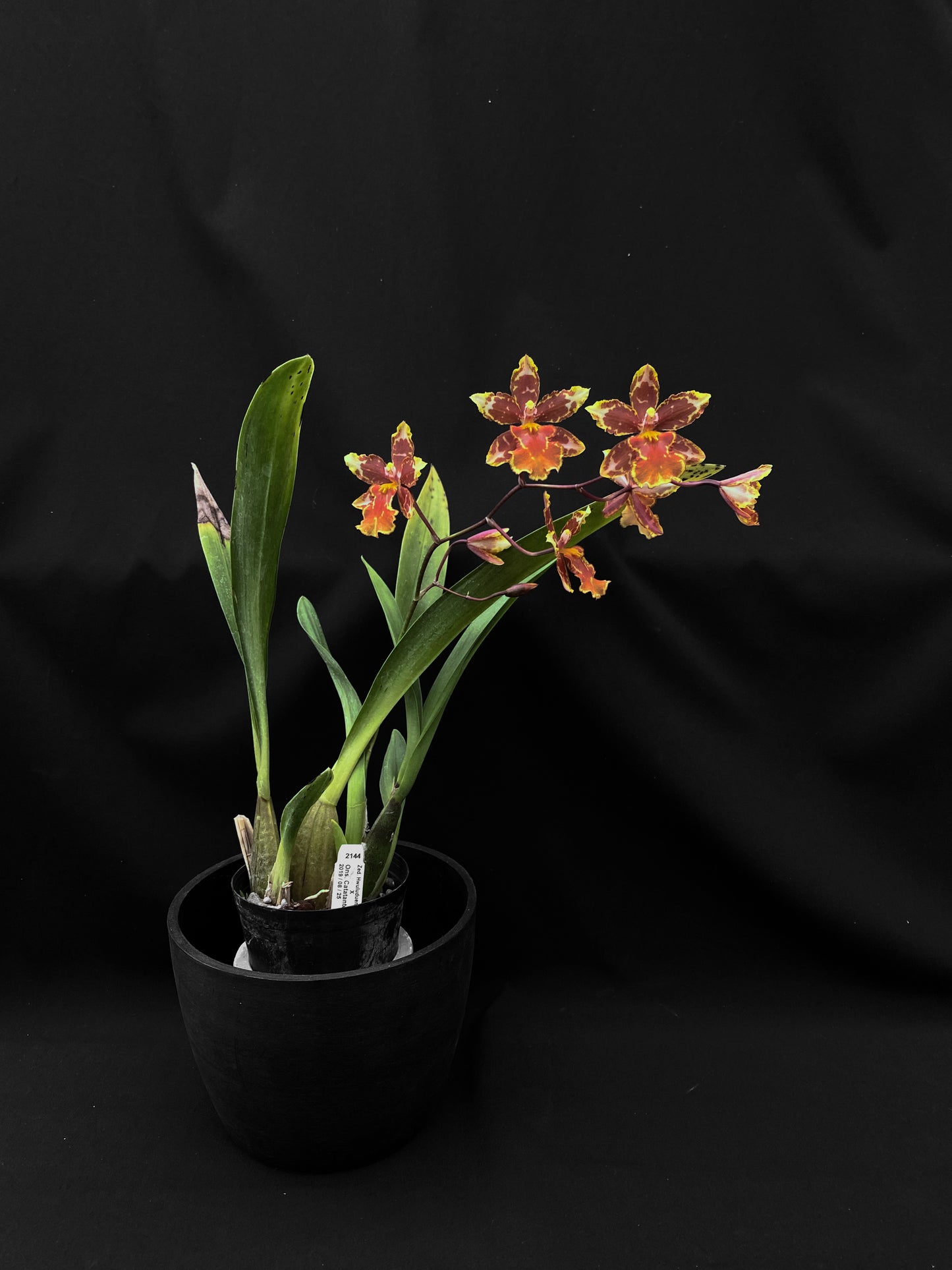 Oncidium Hwuluduen  '2144'