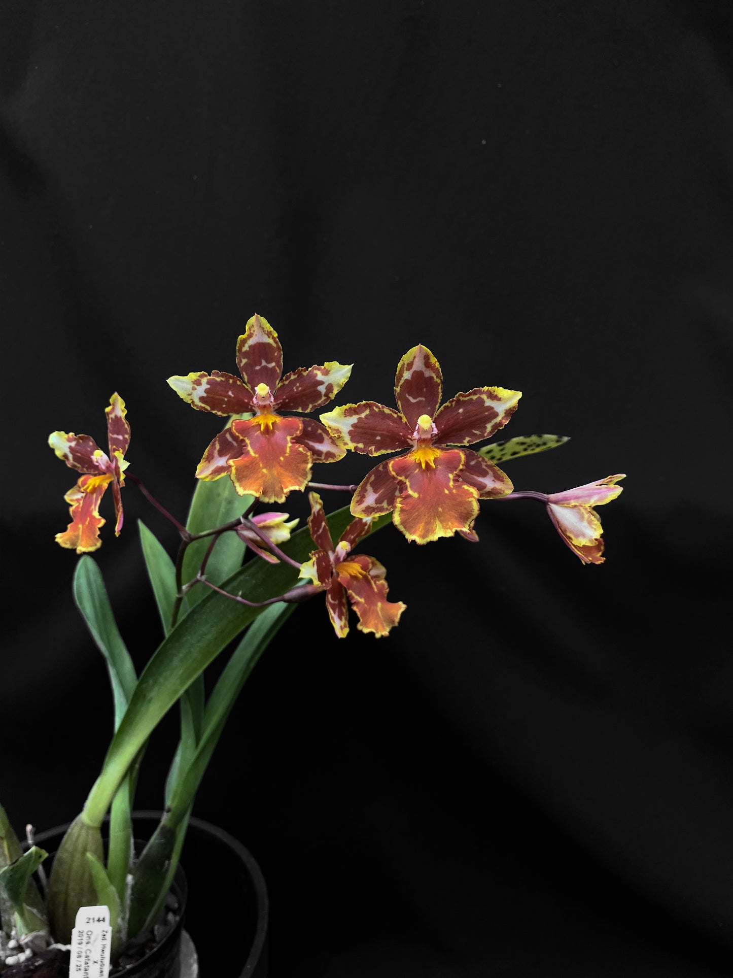 Oncidium Hwuluduen  '2144'